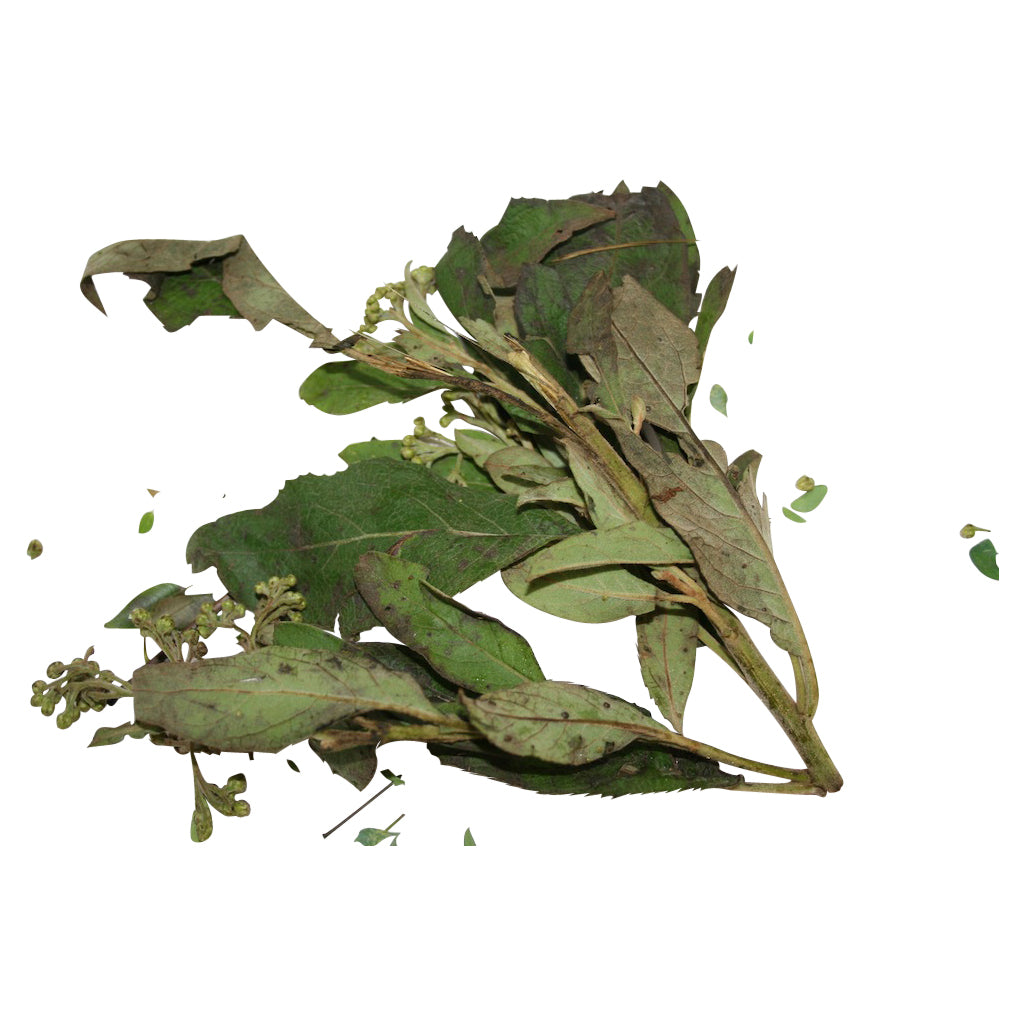 Herbalist: Sage: The sacred plant of purification and knowledge.(2oz)
